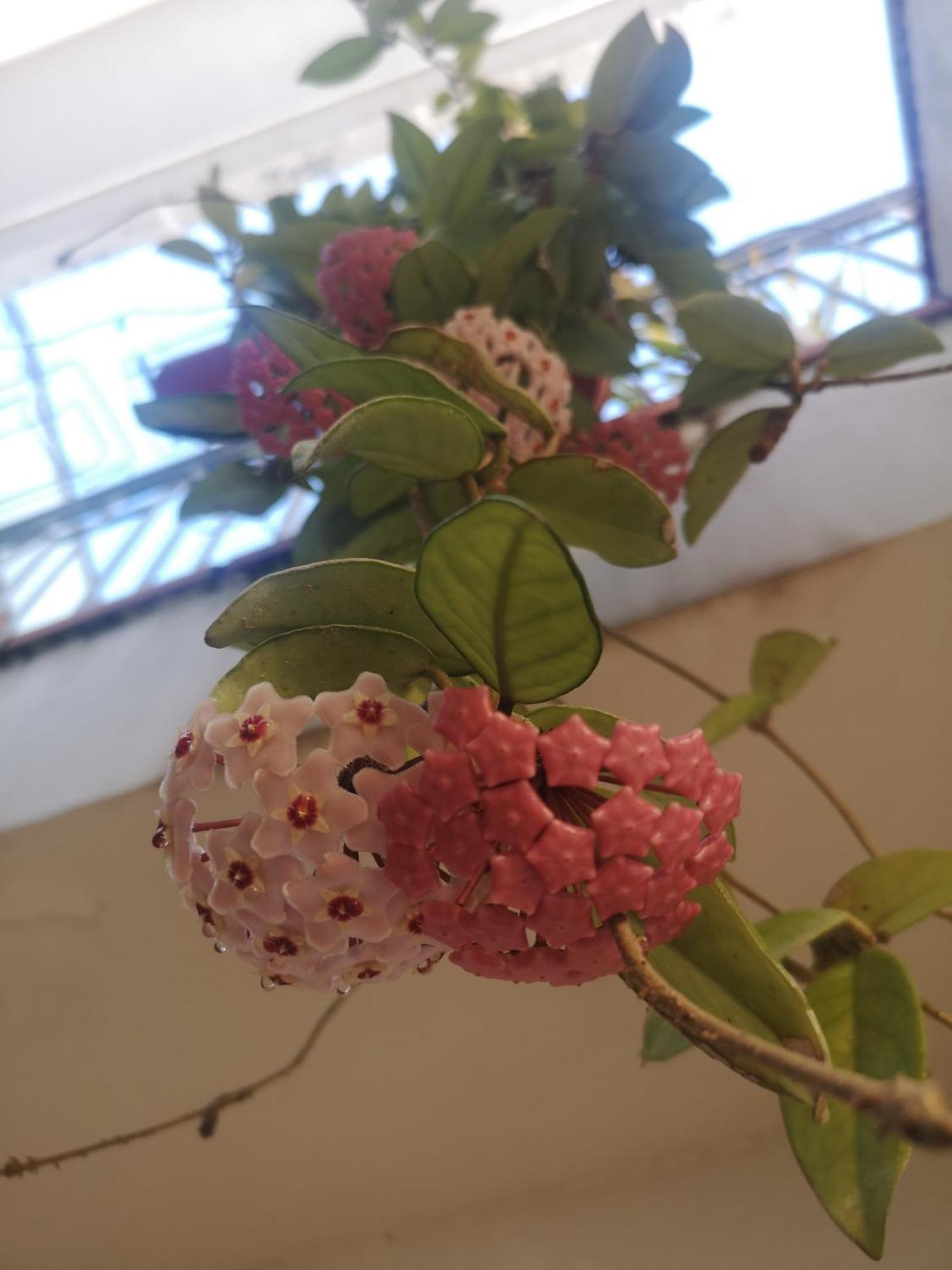 Casa Carmela Apartment Cellole Ngoại thất bức ảnh